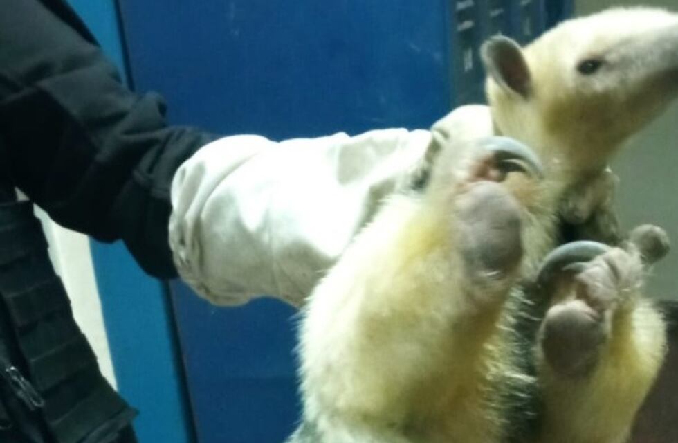 Córdoba insólita: rescataron a un oso melero del subsuelo de una escuela