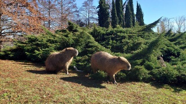 Superpoblación de carpinchos: cuál es el insólito plan anunciado por el Gobierno para controlar la situación (Gentileza Clarín)