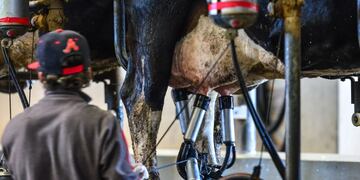 El precio de la producción de leche en Argentina