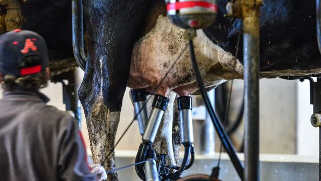 El precio de la producción de leche en Argentina