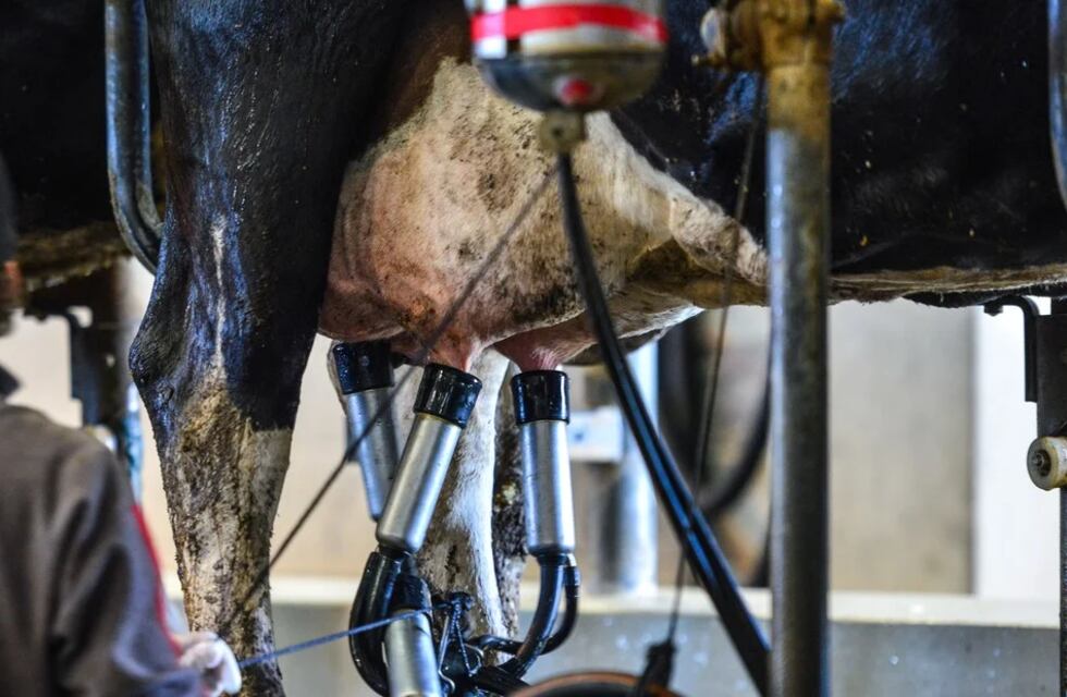 El precio de la producción de leche en Argentina