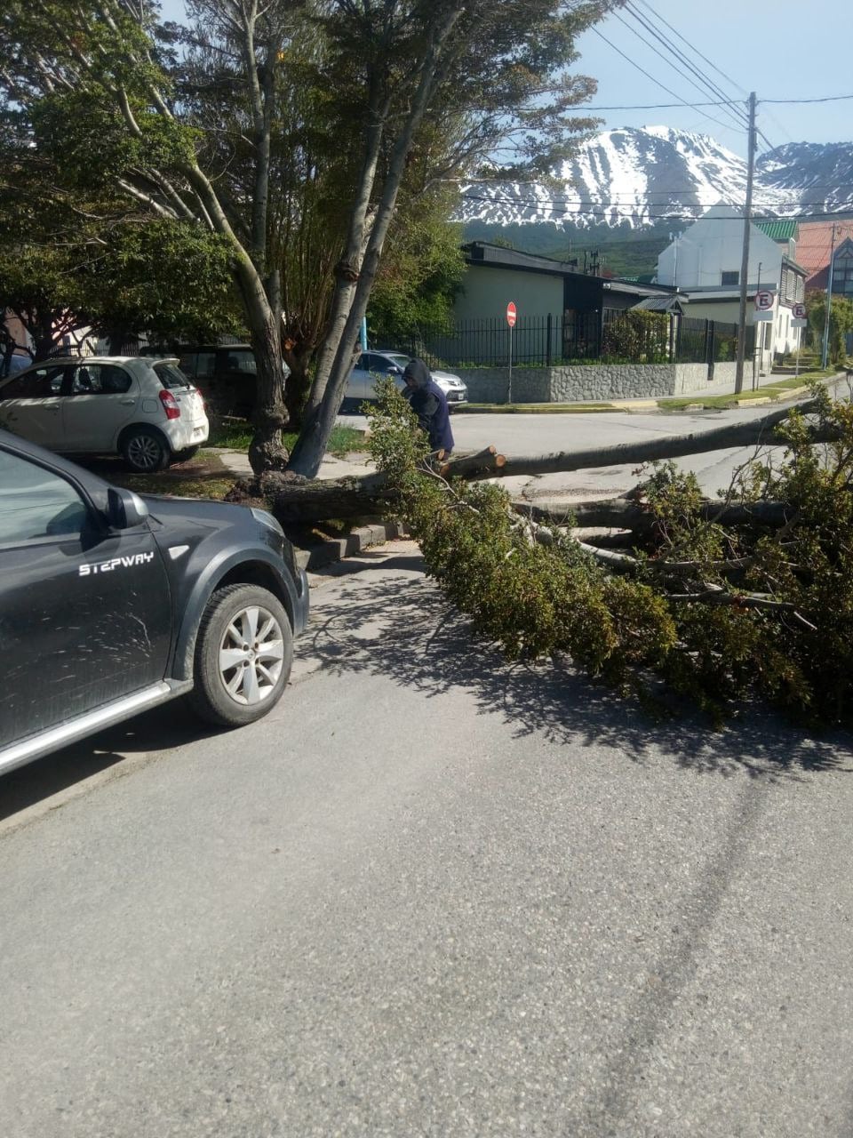 Caída de Arboles temporal de viento Ushuaia