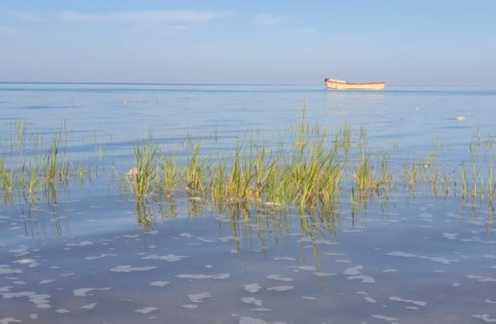 Día Mundial de los Humedales: la importancia biológica de Villa del Mar