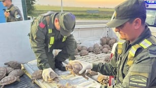 Secuestraron en Totoras más de 160 tortugas provenientes de Santiago del Estero