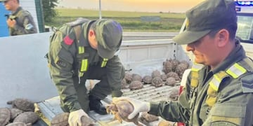Secuestraron en Totoras más de 160 tortugas provenientes de Santiago del Estero