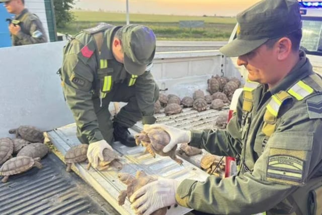 Secuestraron en Totoras más de 160 tortugas provenientes de Santiago del Estero