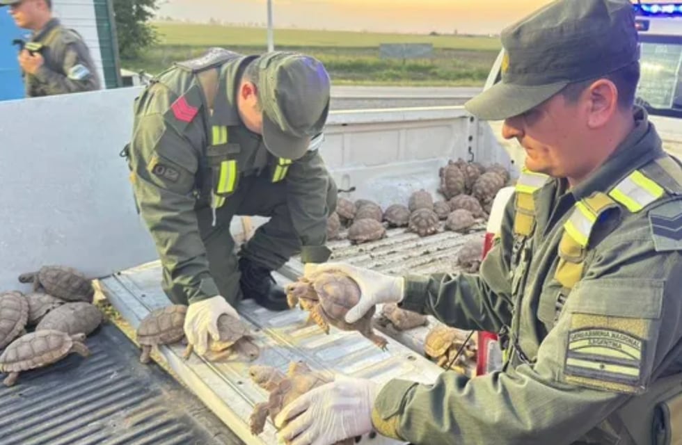 Escándalo en Santa Fe: secuestran más de 160 tortugas y aves transportadas ilegalmente