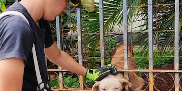 Bomberos rescatan a perro atrapado en una reja