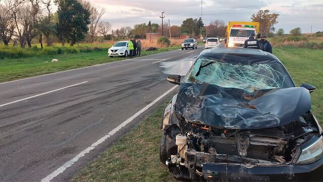 Accidente: 2 caballos fueron atropellados por un conductor sobre ruta 11.