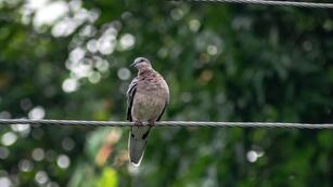 El sujeto que grabó el robo de cables en Córdoba comparó al ladrón con un pájaro.