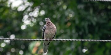 El sujeto que grabó el robo de cables en Córdoba comparó al ladrón con un pájaro.