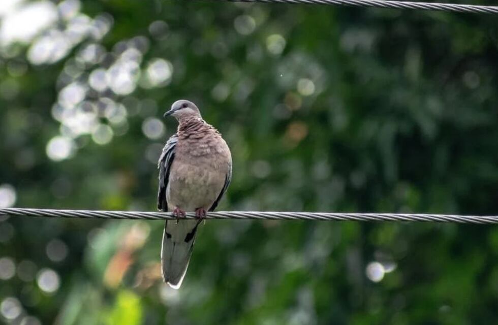 “Cada vez más grandes los pájaros”: lo grabaron robando cables en Córdoba y se hizo viral en redes