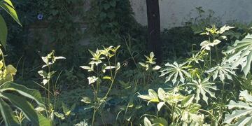 Material secuestrado al ladrón detenido