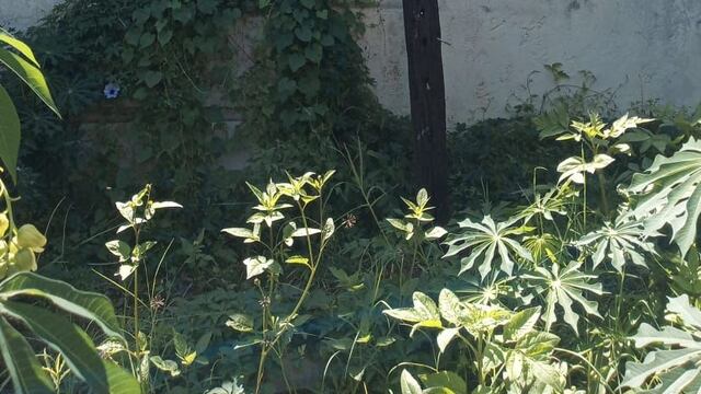 Material secuestrado al ladrón detenido