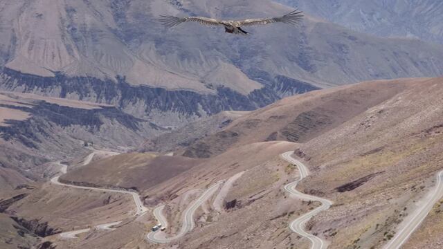 Con la energía física recuperada y la imponente envergadura de sus alas, K’allpa ya planea en los cielos de Jujuy con la espectacular cuesta de Lipán como escenario.