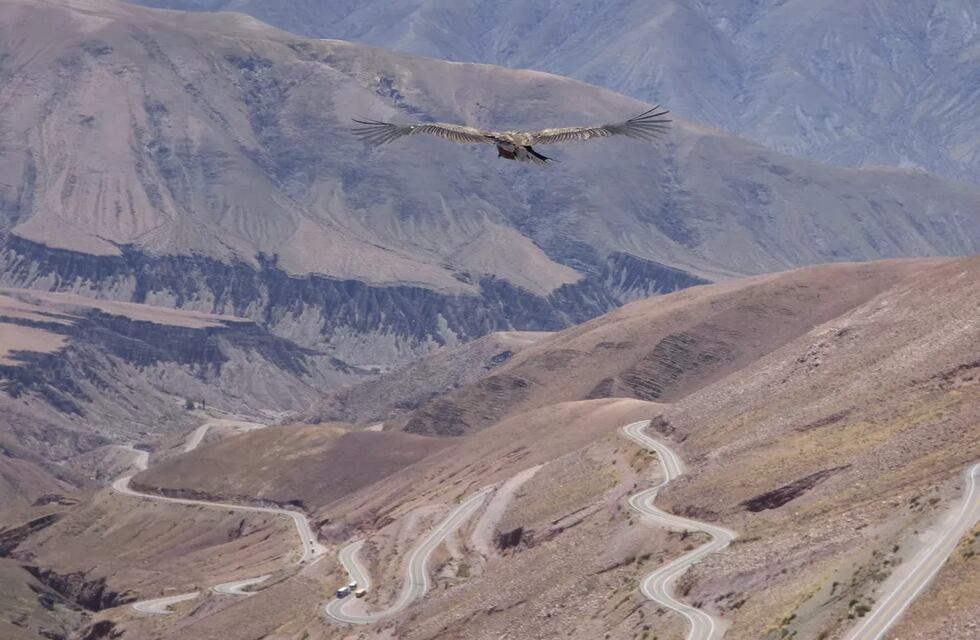 El cóndor andino fue declarado Monumento Natural Provincial en Jujuy