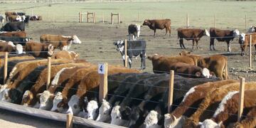 Comedero Feedlot