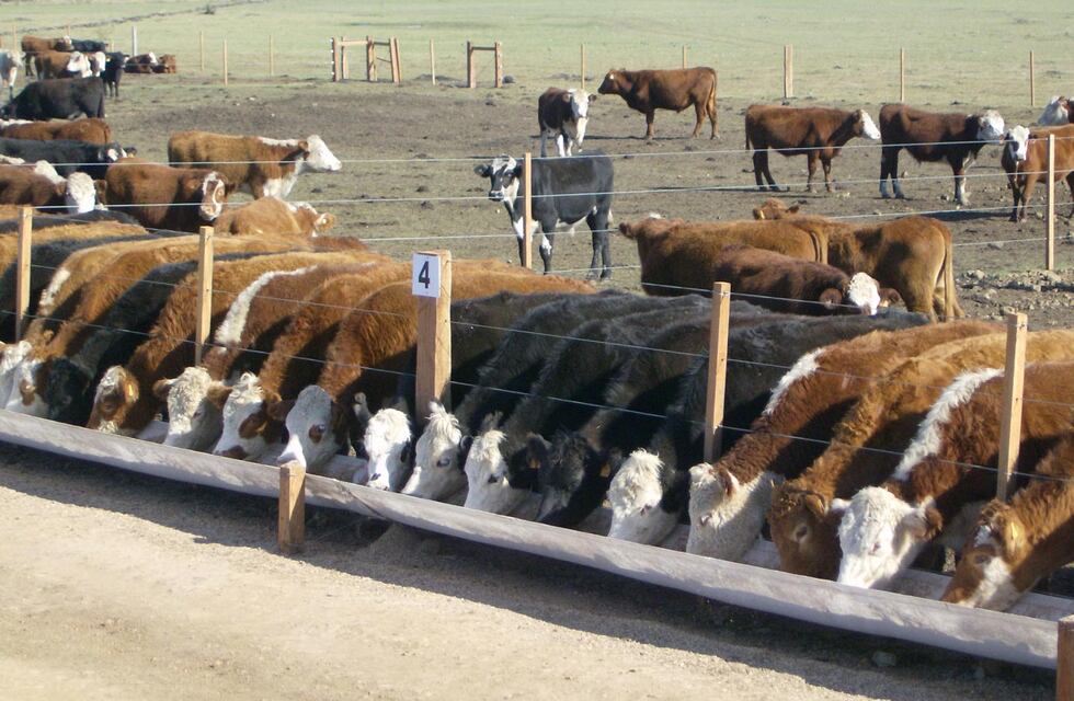 Las consideraciones ambientales a tomar para la correcta ubicación de un feedlot