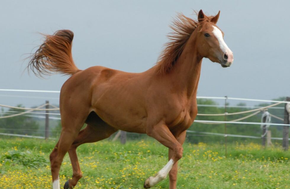 Horror en una localidad salteña por un “violador serial” de yeguas