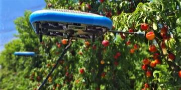 La recolección de peras y manzanas quedó en manos de drones autónomos en algunos países.
