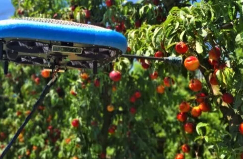 La inteligencia artificial podría llegar a los campos de Río Negro: cómo funcionan los drones en la cosecha