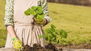 Qué hortaliza se puede plantar en el jardín de tu casa y tiene muchos beneficios nutricionales.