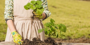 Qué hortaliza se puede plantar en el jardín de tu casa y tiene muchos beneficios nutricionales.