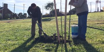 Plantación de árboles (imagen ilustrativa)