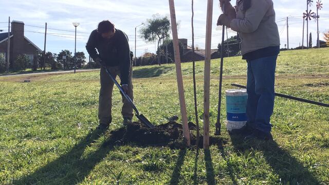 Plantación de árboles (imagen ilustrativa)