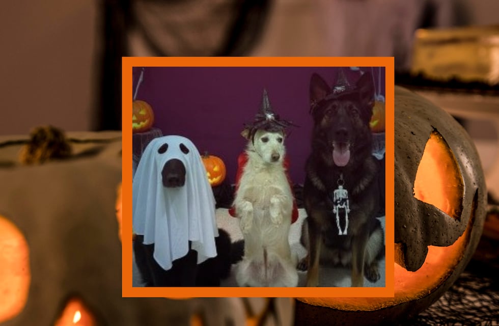 Lolita, Fresa y Negra: las perras de la Policía de Córdoba que son virales este Halloween