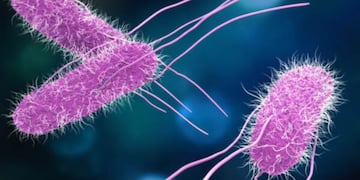 Aumentan los casos de Salmonella y peligra la comunidad salteña.