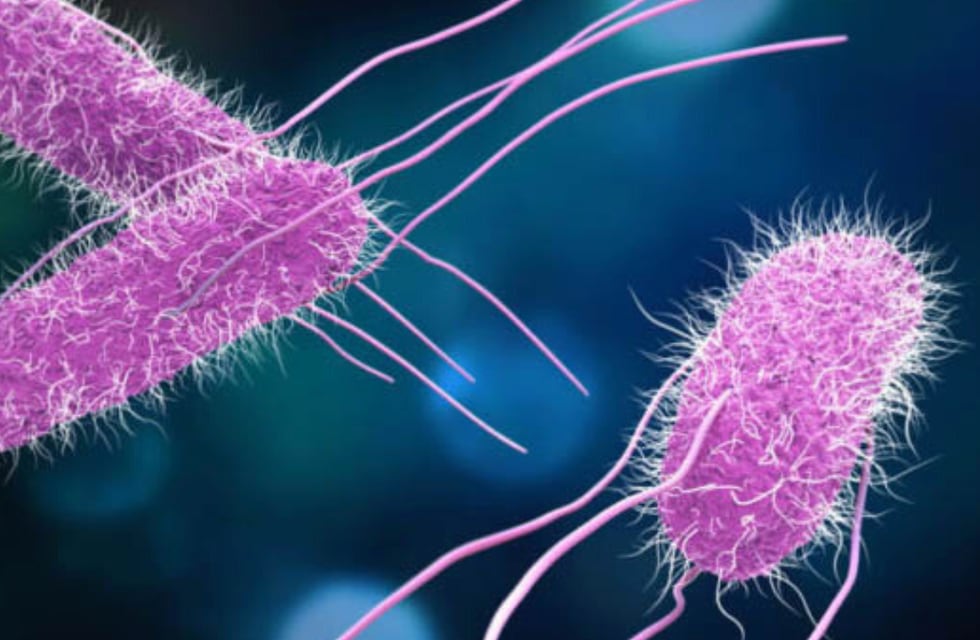 Salmonella en Salta: falleció un salteño y ya se registran 1000 casos en la provincia