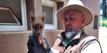 Recuperan otro ejemplar silvestre: tenía atado una soga al cuello.