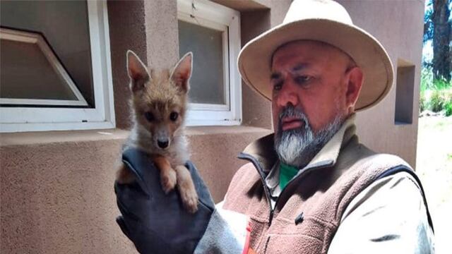 Recuperan otro ejemplar silvestre: tenía atado una soga al cuello.