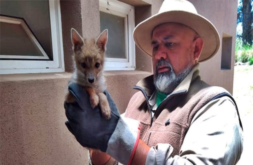 Tierno: recuperan zorrita que tenía una soga atada al cuello