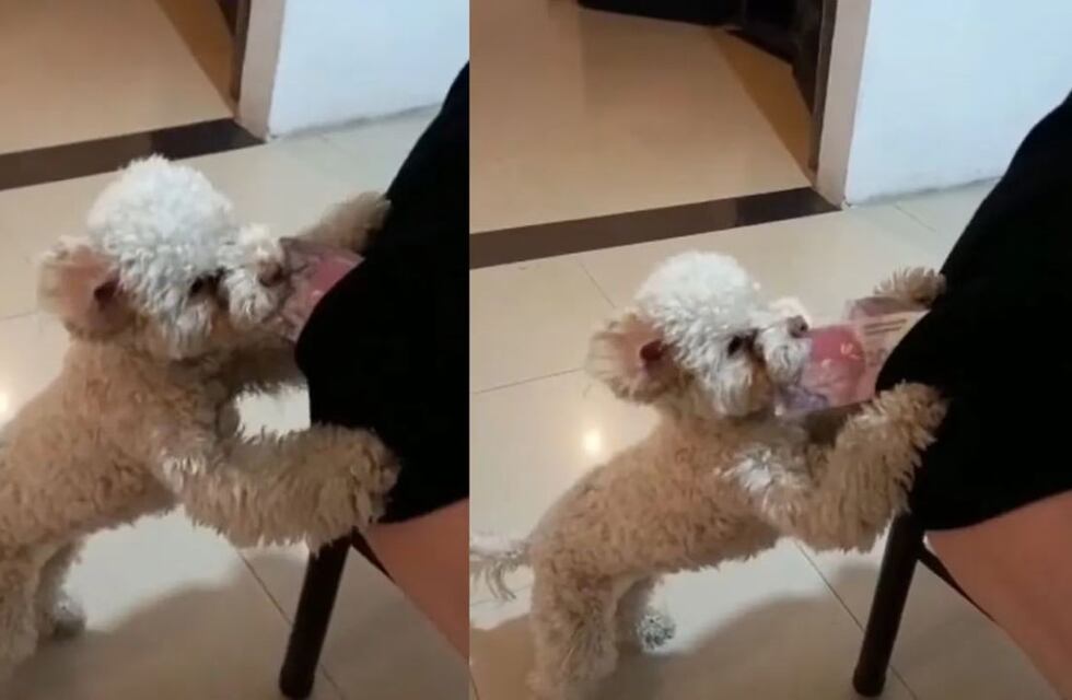 “La inseguridad cada vez está peor”: descubrió al ladrón menos pensado y el video se hizo viral en TikTok