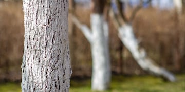 Base de un árbol pintada de blanco.