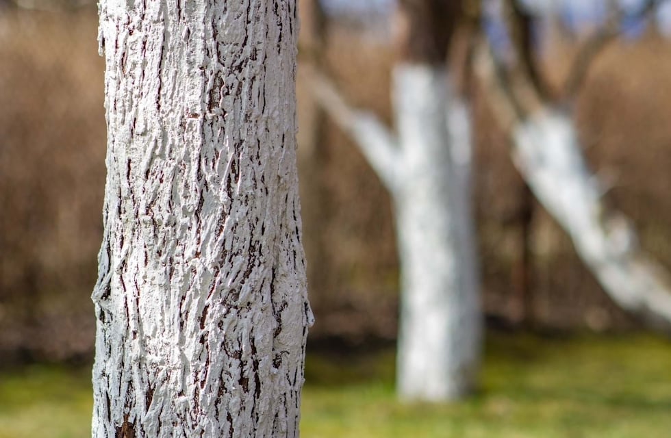 Por qué se pintan los árboles de color blanco: ¿Es bueno o malo?