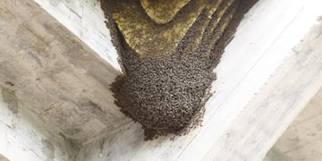 Por una invasión de avispas suspendieron el partido de reserva entre Central Córdoba y Estudiantes