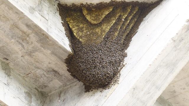 Por una invasión de avispas suspendieron el partido de reserva entre Central Córdoba y Estudiantes