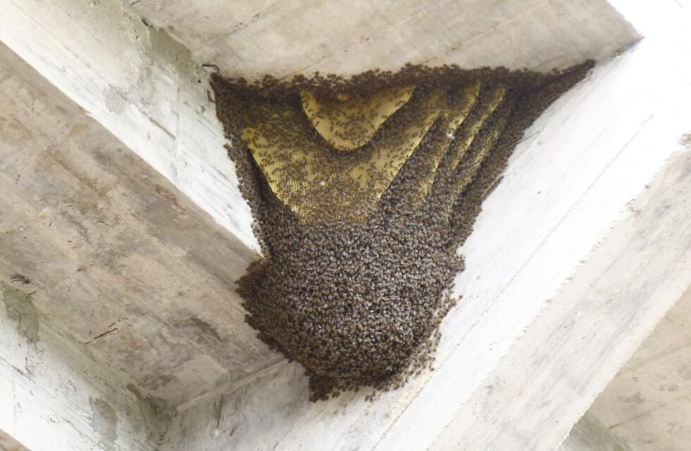 Por una invasión de avispas suspendieron el partido de reserva entre Central Córdoba y Estudiantes