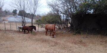 San Cruz del Lago. La policía se llevó a dos caballos que estaban en un terreno privado.