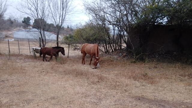 San Cruz del Lago. La policía se llevó a dos caballos que estaban en un terreno privado.