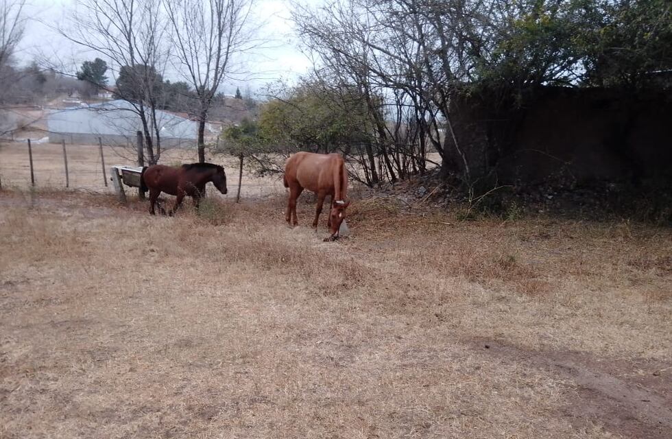 Se llevaron presos a los caballos por invadir un territorio vecino