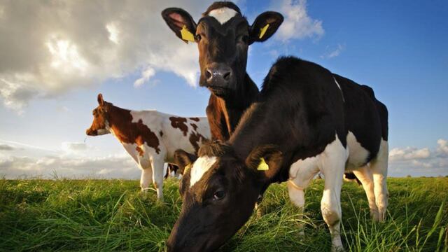 Puerto Esperanza: cuatreros faenaron varias cabezas de ganado. Imagen ilustrativa.