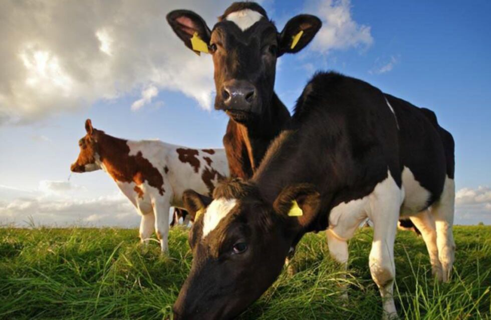 Puerto Esperanza: cuatreros faenaron varias cabezas de ganado