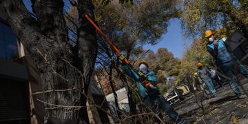Paseos Públicos de la comuna realizará tareas de mantenimiento del arbolado público en calles y paseos. Gentileza MCM