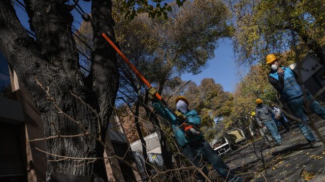 Paseos Públicos de la comuna realizará tareas de mantenimiento del arbolado público en calles y paseos. Gentileza MCM