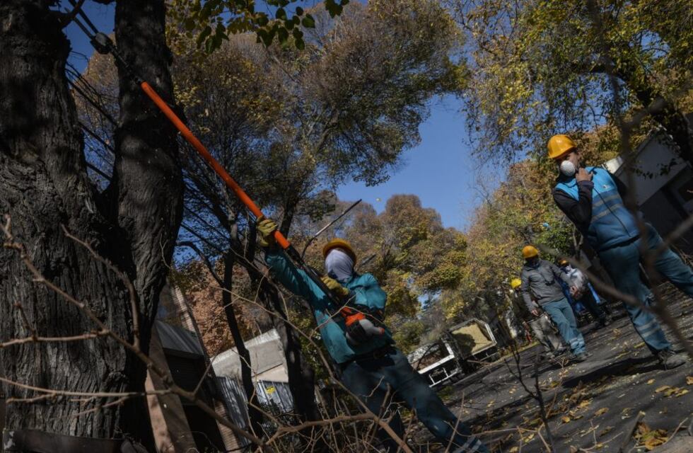 Trabajos de mantenimiento del arbolado público de Ciudad