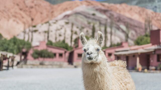 La Quebrada de Humahuaca, en Jujuy, es un cofre que atesora singulares experiencias para el viajero en la temporada de verano.
